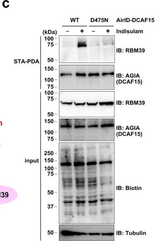 Goat IgG (H+L) Secondary Antibody in Western Blot (WB)