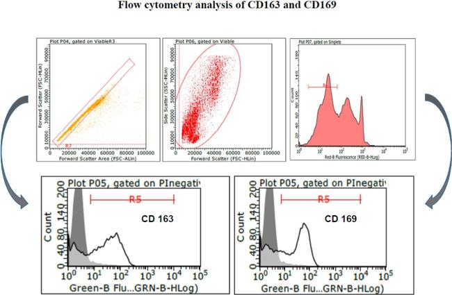 Mouse IgG, IgM (H+L) Secondary Antibody in Flow Cytometry (Flow)