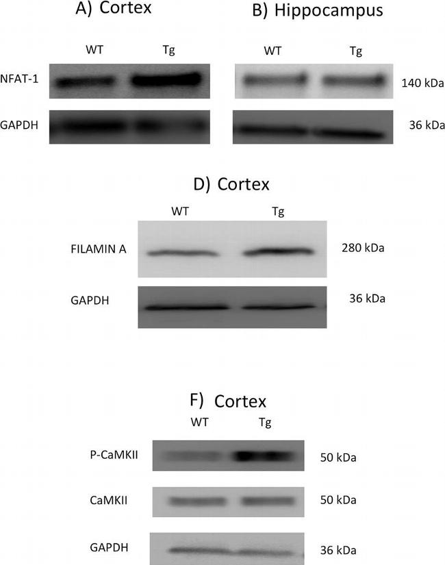 Rabbit IgG (H+L) Highly Cross-Adsorbed Secondary Antibody in Western Blot (WB)