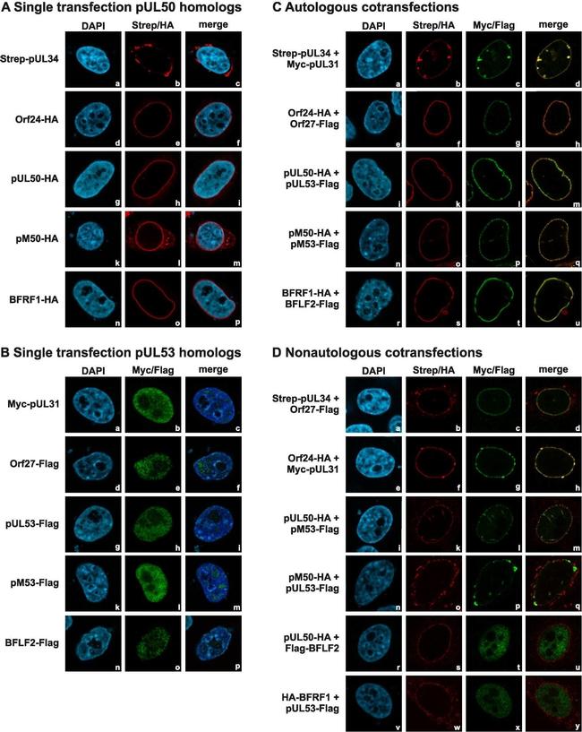 Rabbit IgG (H+L) Cross-Adsorbed Secondary Antibody in Immunocytochemistry (ICC/IF)