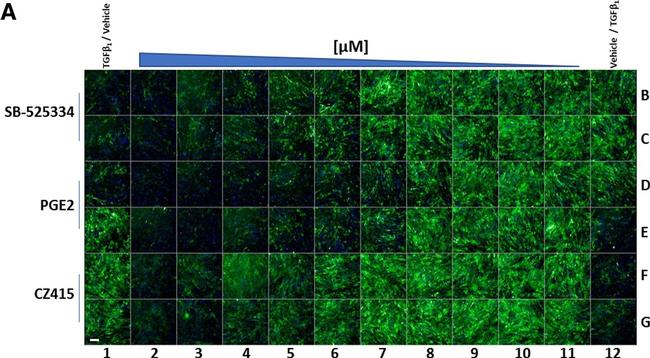 Mouse IgG (H+L) Cross-Adsorbed Secondary Antibody in Immunocytochemistry (ICC/IF)