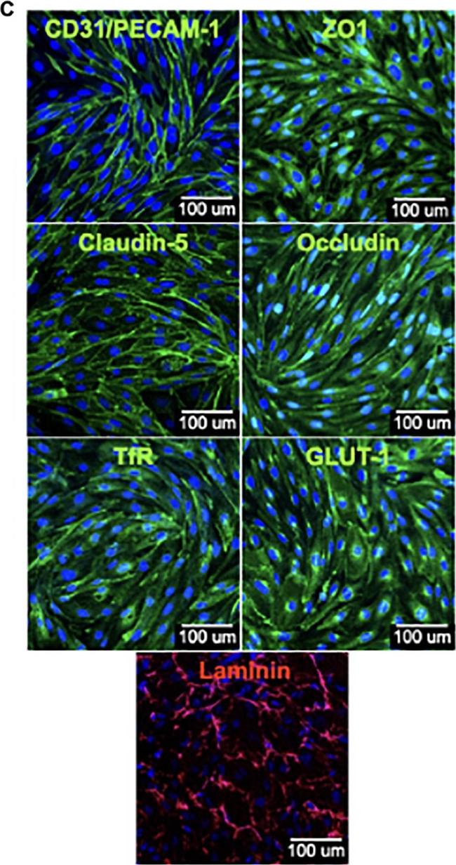 Mouse IgG (H+L) Cross-Adsorbed Secondary Antibody in Immunocytochemistry (ICC/IF)