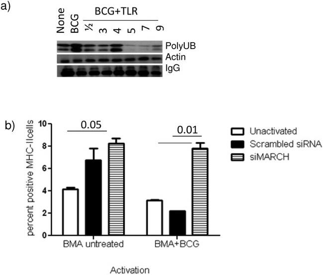 MHC Class II (I-A/I-E) Antibody in Flow Cytometry, Immunoprecipitation (Flow, IP)