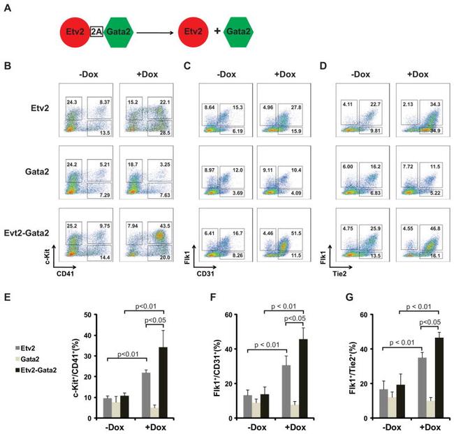 CD202b (TIE2) Antibody in Flow Cytometry (Flow)