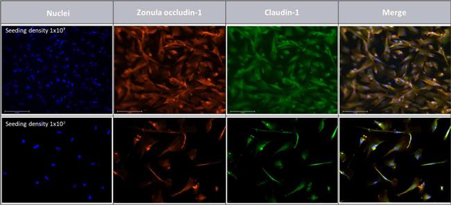 Mouse IgG (H+L) Cross-Adsorbed Secondary Antibody in Immunocytochemistry (ICC/IF)