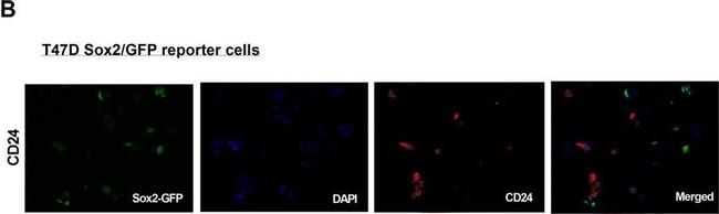 Mouse IgG (H+L) Cross-Adsorbed Secondary Antibody in Immunocytochemistry (ICC/IF)