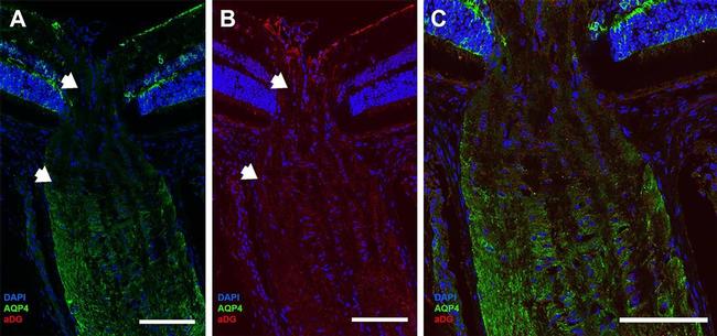 Mouse IgG (H+L) Cross-Adsorbed Secondary Antibody in Immunohistochemistry (Frozen) (IHC (F))