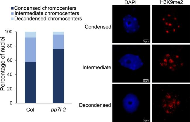 Mouse IgG (H+L) Cross-Adsorbed Secondary Antibody in Immunocytochemistry (ICC/IF)