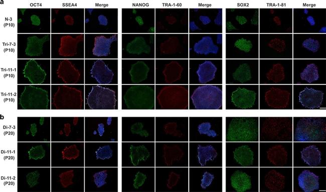 Mouse IgG (H+L) Cross-Adsorbed Secondary Antibody in Immunocytochemistry (ICC/IF)