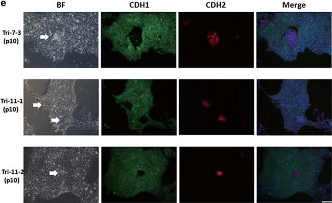 Mouse IgG (H+L) Cross-Adsorbed Secondary Antibody in Immunocytochemistry (ICC/IF)