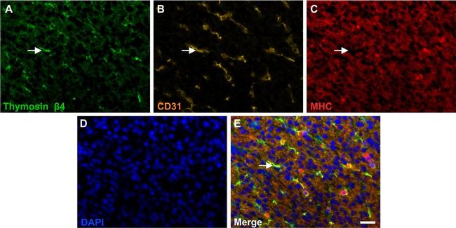 Sheep IgG (H+L) Cross-Adsorbed Secondary Antibody in Immunohistochemistry (Paraffin) (IHC (P))