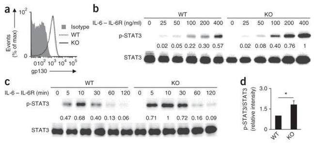 FOXP3 Antibody in Western Blot (WB)