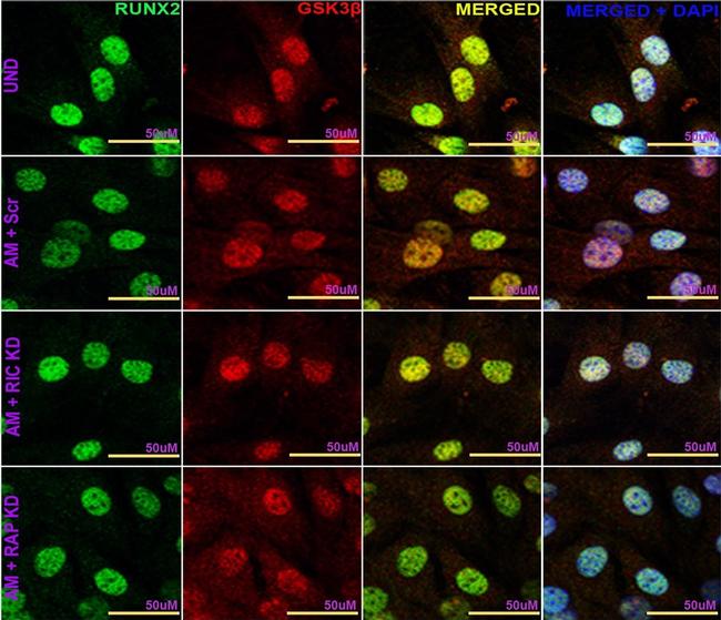 Mouse IgG (H+L) Cross-Adsorbed Secondary Antibody in Immunocytochemistry (ICC/IF)