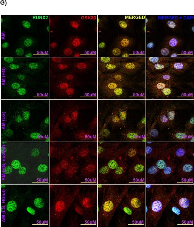 Mouse IgG (H+L) Cross-Adsorbed Secondary Antibody in Immunocytochemistry (ICC/IF)