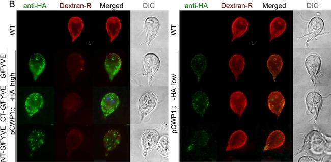 Rat IgG (H+L) Cross-Adsorbed Secondary Antibody in Immunocytochemistry (ICC/IF)