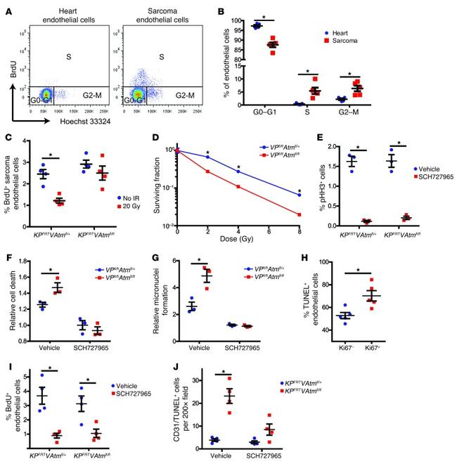 BrdU Antibody in Flow Cytometry (Flow)