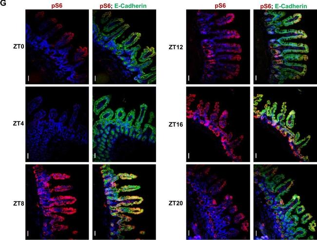 Rat IgG (H+L) Cross-Adsorbed Secondary Antibody in Immunohistochemistry (IHC)