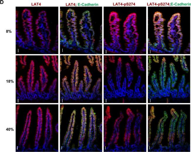 Rat IgG (H+L) Cross-Adsorbed Secondary Antibody in Immunohistochemistry (IHC)