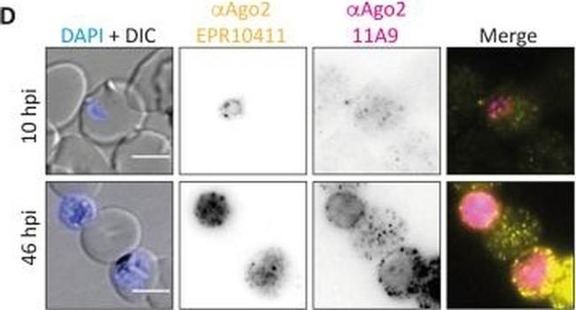 Rabbit IgG (H+L) Cross-Adsorbed Secondary Antibody in Immunocytochemistry (ICC/IF)