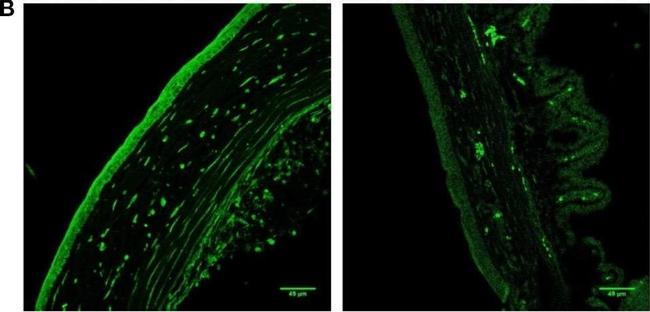 Rat IgG (H+L) Cross-Adsorbed Secondary Antibody in Immunohistochemistry (IHC)