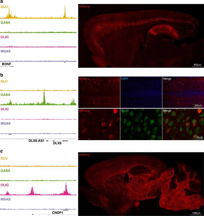 Rat IgG (H+L) Cross-Adsorbed Secondary Antibody in Immunohistochemistry (IHC)