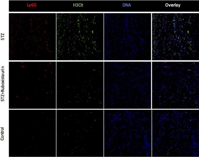 Rat IgG (H+L) Cross-Adsorbed Secondary Antibody in Immunohistochemistry (Frozen) (IHC (F))