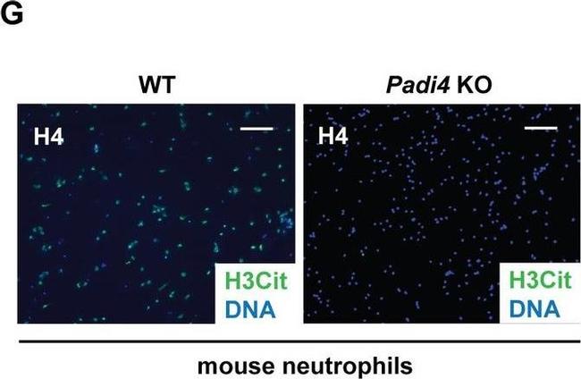 Rabbit IgG (H+L) Cross-Adsorbed Secondary Antibody in Immunocytochemistry (ICC/IF)