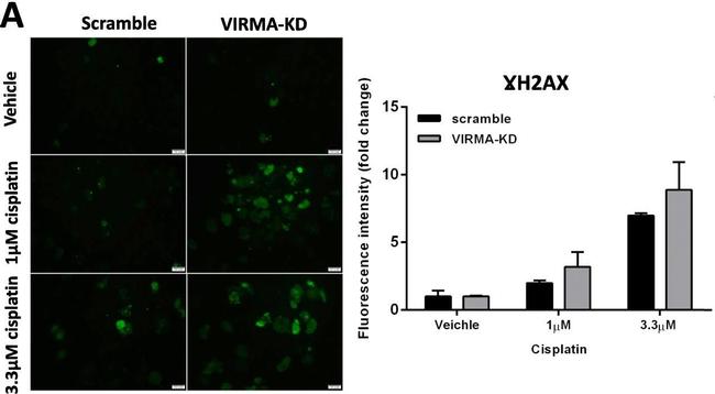 Rabbit IgG (H+L) Cross-Adsorbed Secondary Antibody in Immunocytochemistry (ICC/IF)