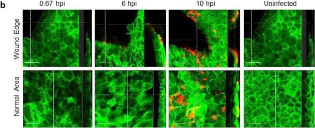 Mouse IgG (H+L) Highly Cross-Adsorbed Secondary Antibody in Immunohistochemistry (Frozen) (IHC (F))