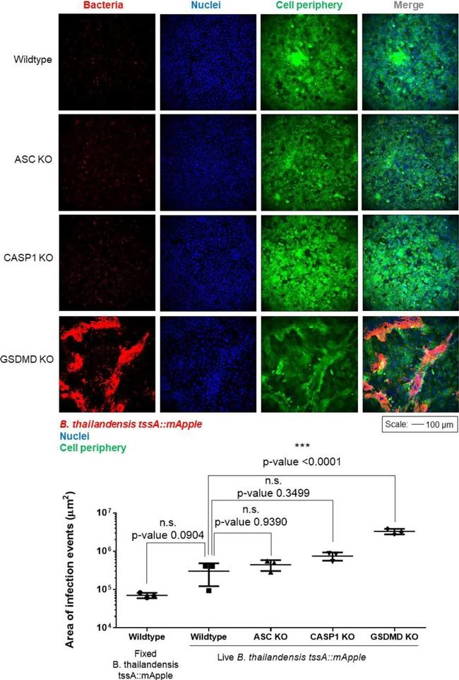 Mouse IgG (H+L) Highly Cross-Adsorbed Secondary Antibody in Immunohistochemistry (Frozen) (IHC (F))