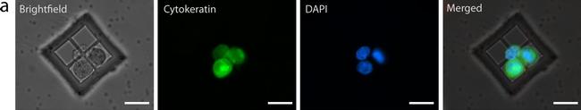 Rabbit IgG (H+L) Cross-Adsorbed Secondary Antibody in Immunocytochemistry (ICC/IF)