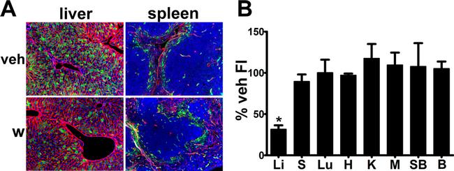 Endomucin Antibody in Immunohistochemistry (Frozen) (IHC (F))