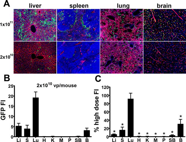 Endomucin Antibody in Immunohistochemistry (IHC)