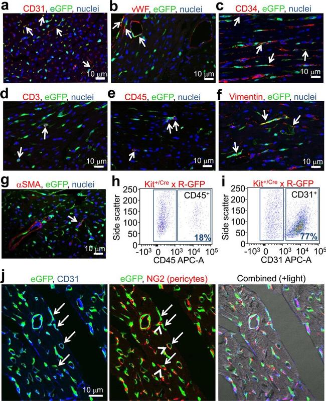 CD31 (PECAM-1) Antibody in Flow Cytometry (Flow)