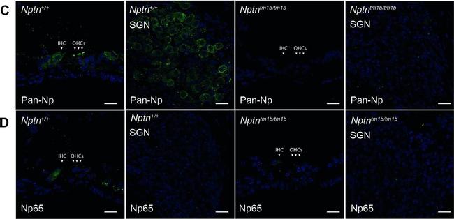 Sheep IgG (H+L) Cross-Adsorbed Secondary Antibody in Immunohistochemistry (IHC)