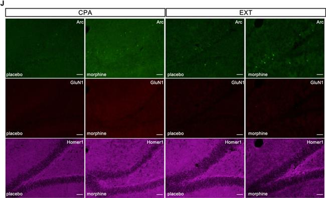 Mouse IgG (H+L) Highly Cross-Adsorbed Secondary Antibody in Immunohistochemistry (IHC)