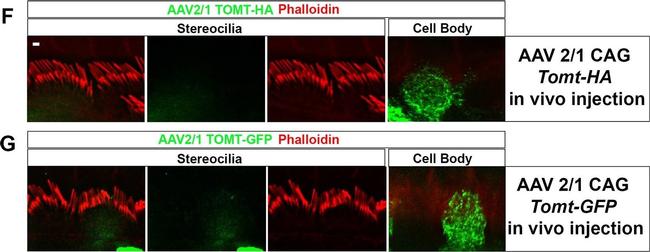 Mouse IgG (H+L) Cross-Adsorbed Secondary Antibody in Immunocytochemistry (ICC/IF)