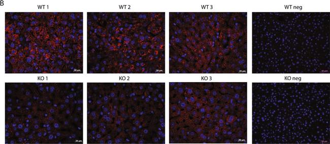 Mouse IgG (H+L) Cross-Adsorbed Secondary Antibody in Immunohistochemistry (Paraffin) (IHC (P))