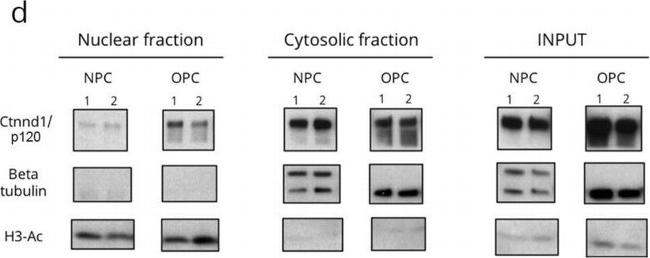 Mouse IgG (H+L) Cross-Adsorbed Secondary Antibody in Western Blot (WB)