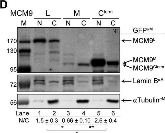 Rabbit IgG (H+L) Secondary Antibody in Western Blot (WB)