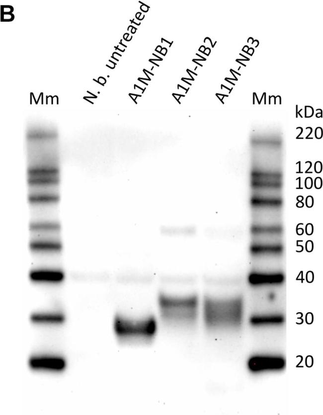 Rabbit IgG (H+L) Secondary Antibody in Western Blot (WB)