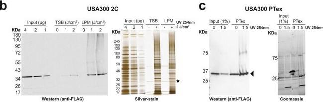 Rabbit IgG (H+L) Secondary Antibody in Western Blot (WB)