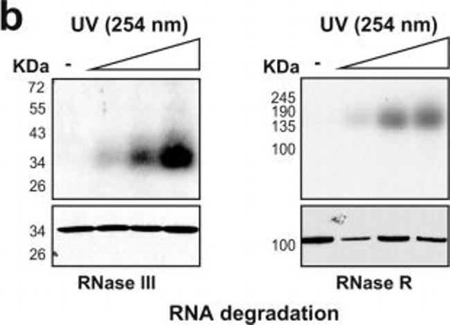 Rabbit IgG (H+L) Secondary Antibody in Western Blot (WB)