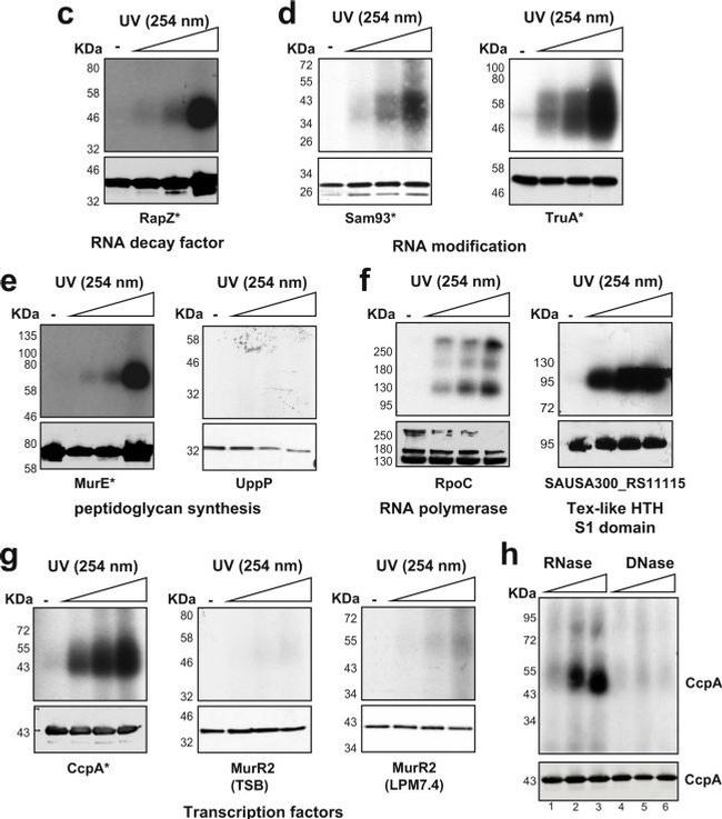 Rabbit IgG (H+L) Secondary Antibody in Western Blot (WB)