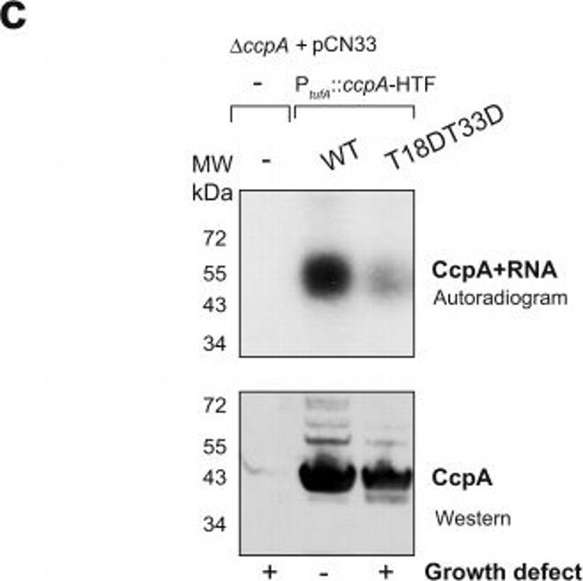 Rabbit IgG (H+L) Secondary Antibody in Western Blot (WB)