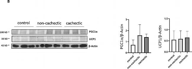 Rabbit IgG (H+L) Secondary Antibody in Western Blot (WB)