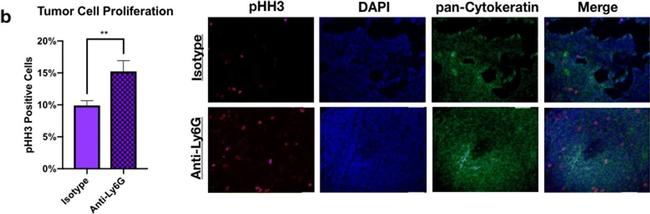 Mouse IgG (H+L) Highly Cross-Adsorbed Secondary Antibody in Immunohistochemistry (Paraffin) (IHC (P))