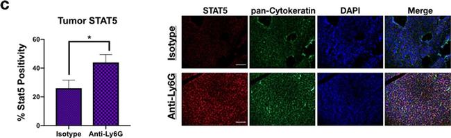 Mouse IgG (H+L) Highly Cross-Adsorbed Secondary Antibody in Immunohistochemistry (Paraffin) (IHC (P))