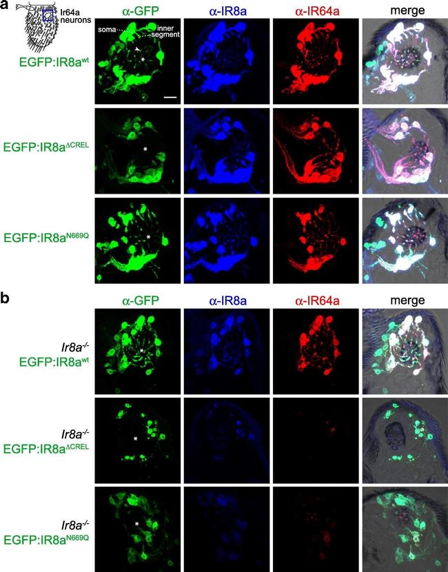 Mouse IgG (H+L) Highly Cross-Adsorbed Secondary Antibody in Immunohistochemistry (IHC)