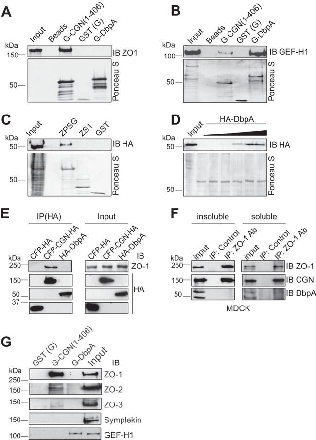 ZO-2 Antibody in Western Blot (WB)